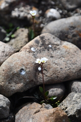 Cardamine bellidifolia