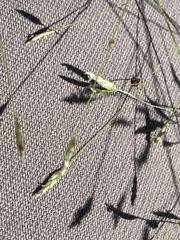 Eragrostis intermedia