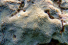 Orbicella faveolata