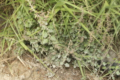 Teucrium