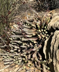 Crassula perforata