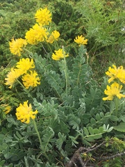 Anthyllis aurea