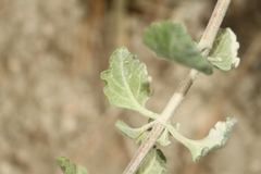 Teucrium