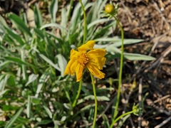 Coreopsis lanceolata