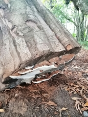 Heterobasidion annosum