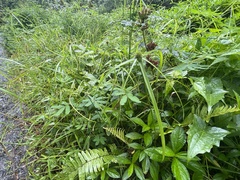 Cyperus brevifolius