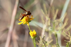 Polistes dorsalis