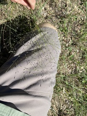 Eragrostis intermedia