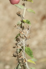 Teucrium