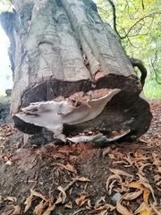 Heterobasidion annosum