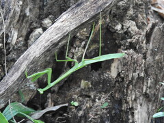 Phasmomantis sumichrasti