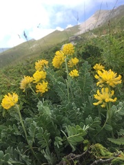 Anthyllis aurea