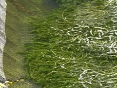 Egeria densa