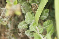 Teucrium