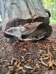 Heterobasidion annosum