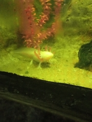 Ambystoma mexicanum