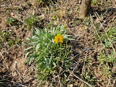 Coreopsis lanceolata