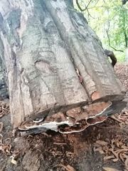 Heterobasidion annosum
