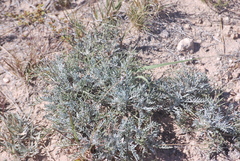 Hymenopappus filifolius