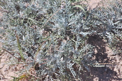 Hymenopappus filifolius