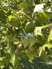 Platanus occidentalis