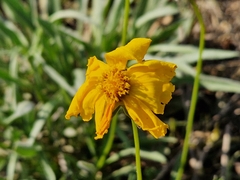Coreopsis lanceolata