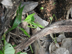 Phasmomantis sumichrasti