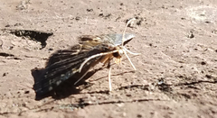 Anageshna primordialis