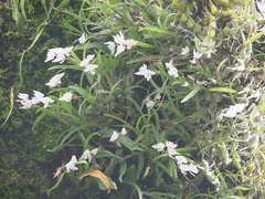 Polystachya ottoniana