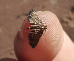 Anageshna primordialis