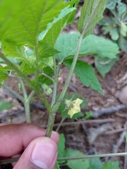 Physalis cordata