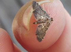 Anageshna primordialis