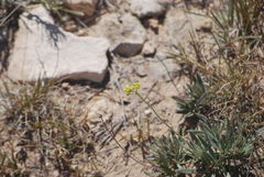 Eriogonum lachnogynum