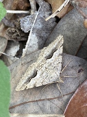 Frederickia s-signata