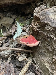 Fistulina hepatica