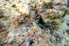 Eucidaris tribuloides