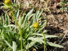 Coreopsis lanceolata