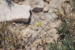 Eriogonum lachnogynum