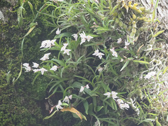 Polystachya ottoniana