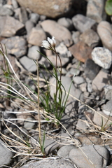 Gagea serotina