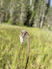 Eriophorum angustifolium