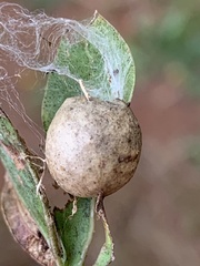 Amphibolips quercusostensackenii