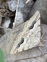 Frederickia s-signata