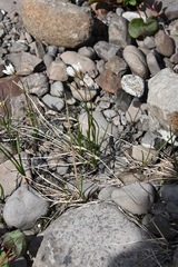 Gagea serotina
