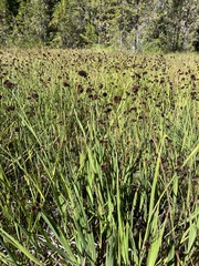 Juncus ensifolius