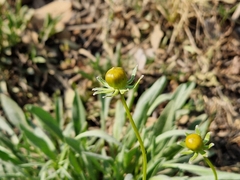 Coreopsis lanceolata