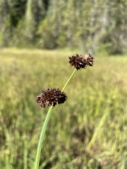 Juncus ensifolius