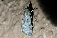 Loxostege allectalis