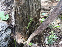 Phasmomantis sumichrasti