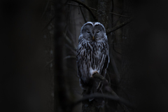 Strix uralensis